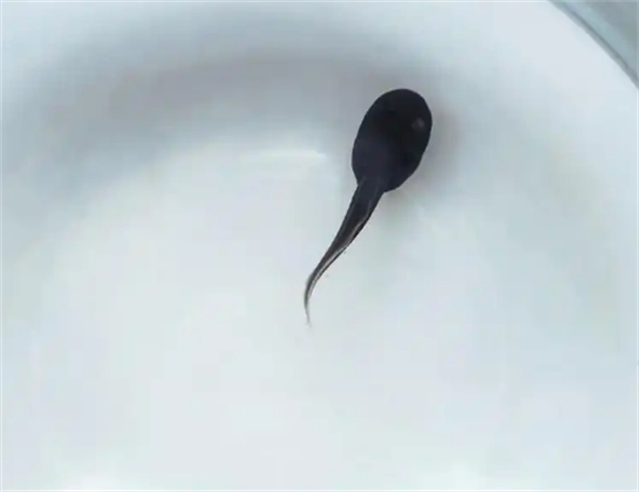 蝌蚪成活率是多少
