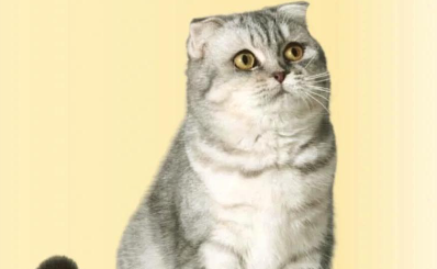 苏格兰折耳猫全解析，速来了解