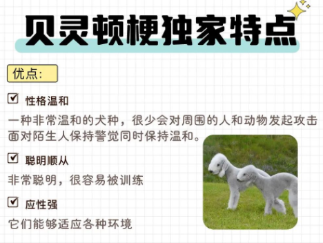 贝灵顿梗犬优缺点及喂养全攻略