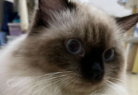 探秘巴厘猫：东方长毛猫的猫东毛猫魅力！