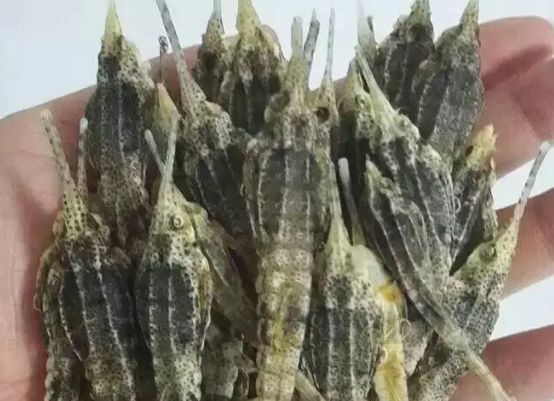 海麻雀有什么功效
