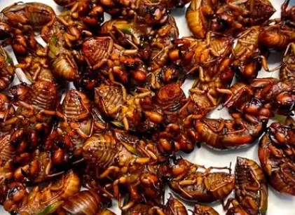 金蝉靠吃什么生长 金蝉靠吃什么生长