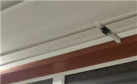 蝙蝠是不是动物