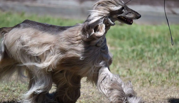 阿富汗猎犬:贵族气质与独特外观! 阿富汗猎犬:贵族气质与独特外观!