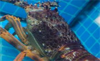 澳洲龙虾要怎样饲养