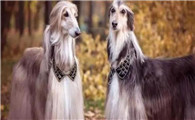 介绍一种长相独特的猎犬——阿富汗猎犬