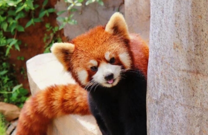 看小熊猫去哪里比较好