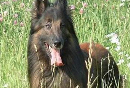 比利时坦比连犬：治疗犬中的心灵疗愈师