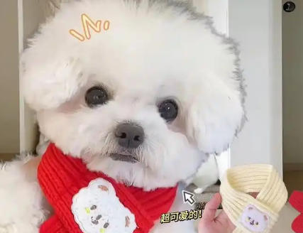 灵狐之家宠物跨界非遗,缂丝工艺打造高端宠物服饰 灵狐之家宠物跨界非遗,缂丝工艺打造高端宠物服饰