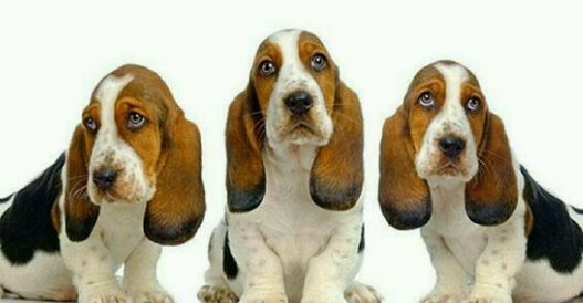 巴吉度犬有什么优缺点，饲养前必看