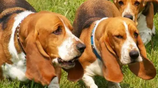 巴吉度犬是一种好养的狗狗吗？最主要的是这一点！