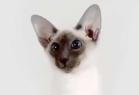 巴厘猫多少钱？它的价格不是很高！