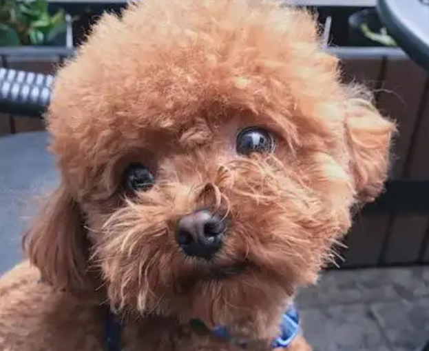 泰迪幼犬饮食指南，新手铲屎官赶紧收藏起来