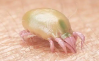 感觉眼睛里有螨虫怎么办