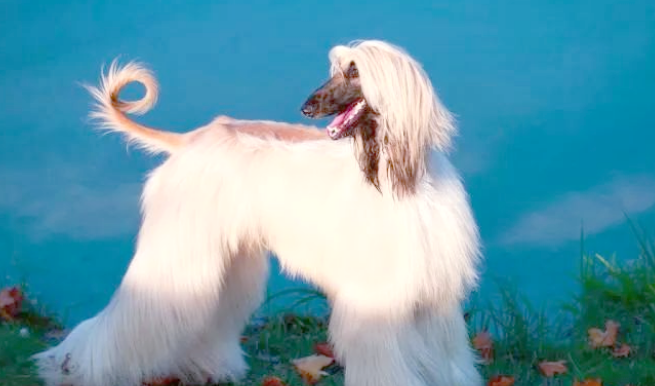 阿富汗猎犬价格及挑选指南！