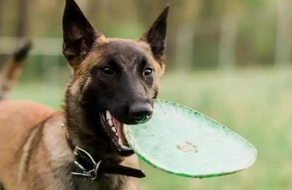 与德牧齐名的马犬，你了解多少？