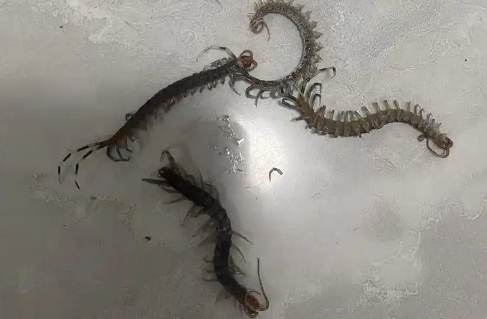 卧室有蜈蚣是从哪来的 卧室有蜈蚣是从哪来的