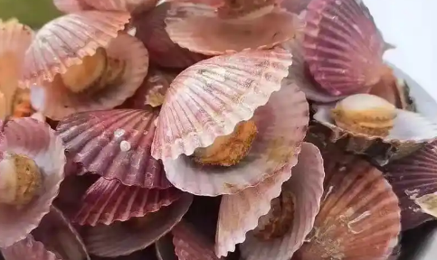 扇贝怎么样才算烤熟了
