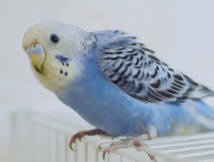 虎皮鹦鹉多少元一只