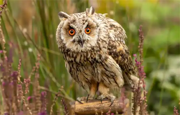 捡到猫头鹰吉利吗 捡到猫头鹰吉利吗