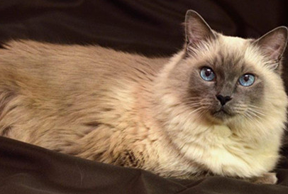 巴厘猫：一种自带异域风情品种的猫