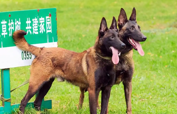 马犬，一种让人爱不释手的狗