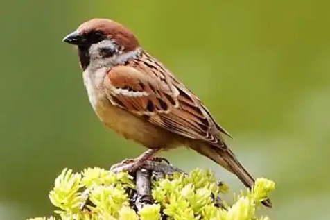 麻雀进宅暗示什么 麻雀进宅暗示什么