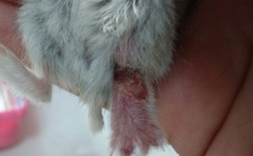 仓鼠骨折能自愈吗 仓鼠骨折能自愈吗