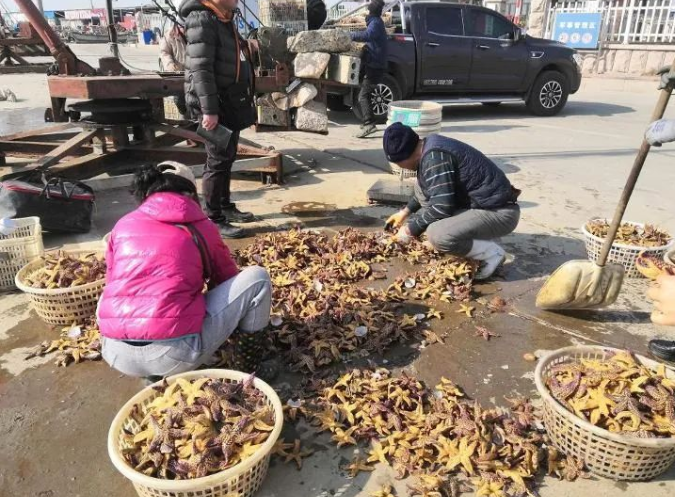 “海底蝗虫”海星泛滥重演，如何科学治理？