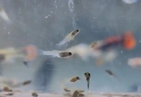 孔雀鱼生产与换水的全面指南 孔雀鱼生产与换水的全面指南