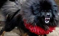 藏獒之王——鬼獒！鬼獒的破坏力要比藏獒强太多