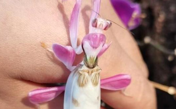 兰花螳螂好养吗?