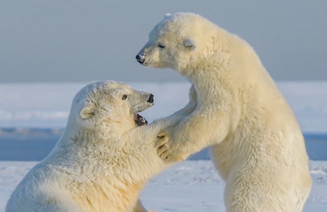 北极熊是在哪里 北极熊是在哪里