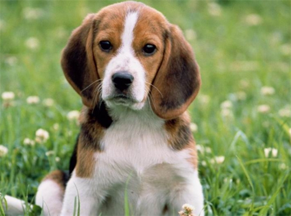 比格犬：小型犬还是中型犬？