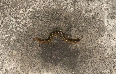 怎么防止蜈蚣爬到床上