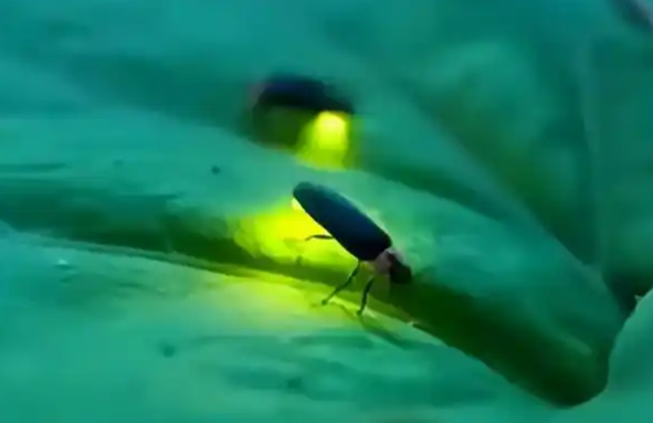 萤火虫的光是