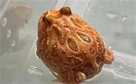 角蛙是肉食性动物?