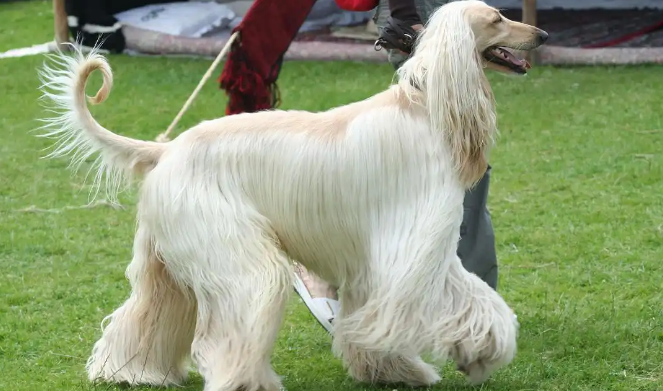 你真的了解阿富汗猎犬吗？