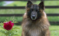 走进比利时坦比连犬：犬界的进化史