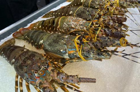 淡水澳洲龙虾怎么养 淡水澳洲龙虾怎么养