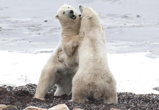 北极熊吃企鹅吗 北极熊吃企鹅吗