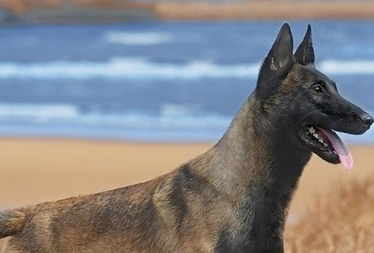 马犬全解析:从起源到养护 马犬全解析:从起源到养护