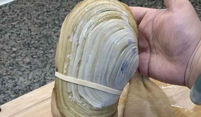 象拔蚌哪些部分可以吃