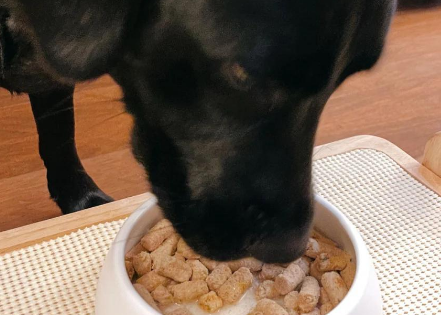 K9冻干粮测评:你真的了解吗? K9冻干粮测评:你真的了解吗?