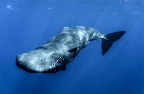 抹香鲸是什么鲸