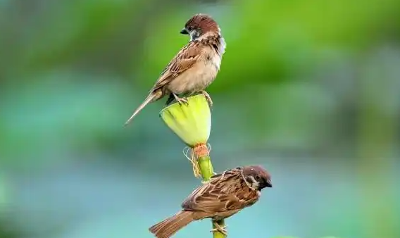 麻雀会换毛吗