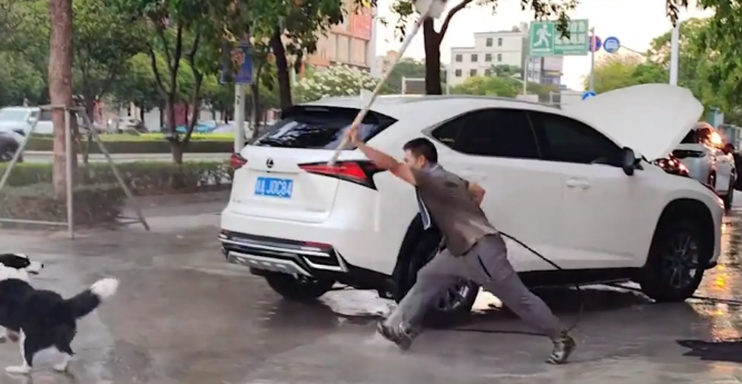 边牧蹭洗车店的水洗澡,店主赶其走 边牧蹭洗车店的水洗澡,店主赶其走