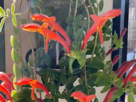鲸鱼花怎么养