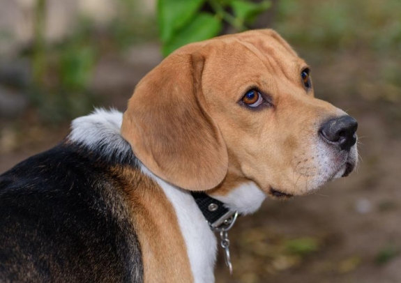 比格犬你了解多少 比格犬你了解多少