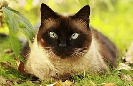 巴厘猫和暹罗猫的区别，有了解的吗？